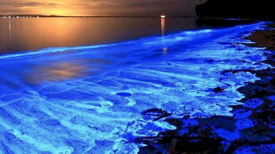 Cuando el mar brilla: las noctilucas iluminan la costa de Maldonado y Punta del Este