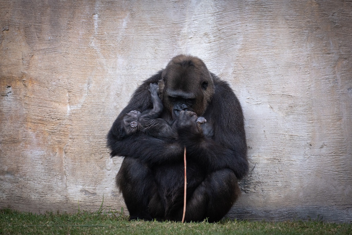 Esperanza en el Bioparc: la nueva cría de gorila necesita un nombre y vos podés elegirlo